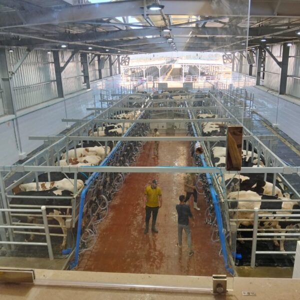 WhatsApp Image 2025 12 03 at 23 10 16 f56051b0 1 600x600